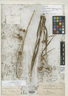 To Rhynchospora_indianolensis_NMNH63441_type_1