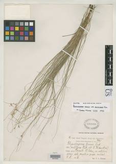 To NMNH Botany Collections (Rhynchospora tenuis antillana NMNH1302480 type 1)