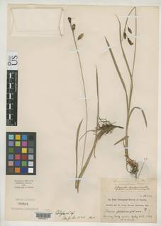 To Carex_macrochaeta.macrochlaena_NMNH85941_type_1