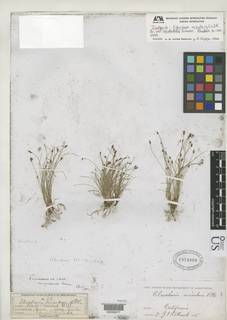 To NMNH Botany Collections (Eleocharis acicularis occidentalis NMNH1974868 type 1)