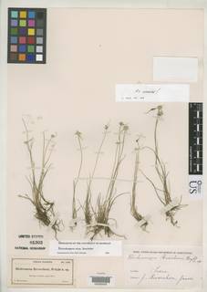 To Dichromena_reverchonii_NMNH81303_type_1