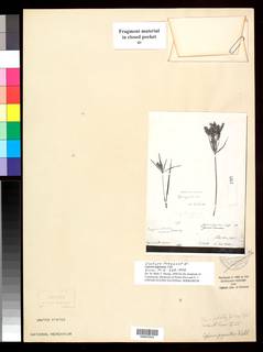 To NMNH Botany Collections (Cyperus giganteus NMNH3412360 type 1)