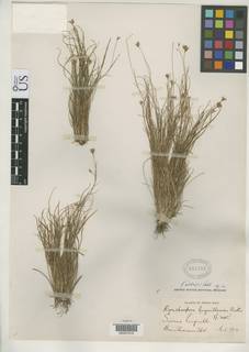 To NMNH Botany Collections (Rhynchospora luquillensis NMNH697785 type 1)