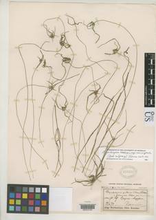 To Rhynchospora_pubera.flaccida_NMNH658572_type_1