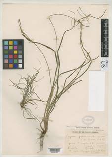 To NMNH Botany Collections (Cyperus grandisimplex NMNH597997 type 1)