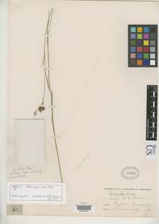 To Psilocarya_rufa_NMNH41331_type_1