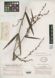 To NMNH Botany Collections (Didymiandrum guaiquinimae NMNH1877751 type 1)