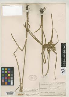 To NMNH Botany Collections (Cyperus minarum NMNH818702 type 1)