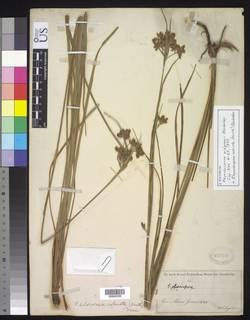 To Rhynchospora_widgrenii_NMNH820107_type_1