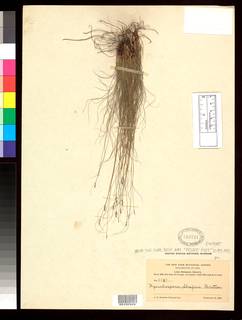 To Rhynchospora_shaferi_NMNH792721_type_1