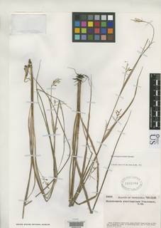 To Rhynchospora_ptaritepuiana_NMNH1932084_type_1