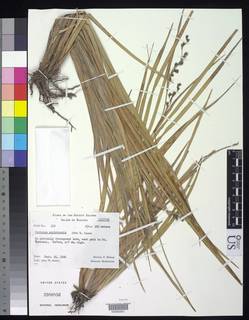 To NMNH Botany Collections (Mariscus societensis NMNH2980856 type 1)