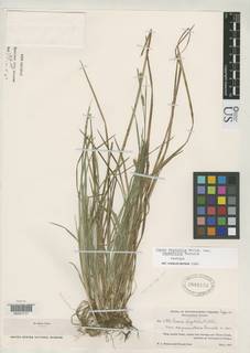 To NMNH Botany Collections (Carex digitalis asymmetrica NMNH2003133 type 1)