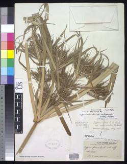 To Cyperus_odoratus.curtispiculus_NMNH1864067_type_1