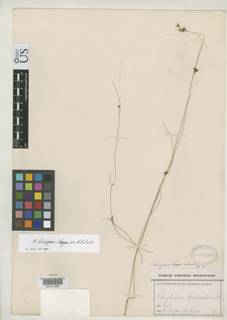 To Rhynchospora_lamprosperma_NMNH819593_type_1