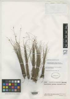 To Rhynchospora_tepuiana_NMNH1932055_type_1