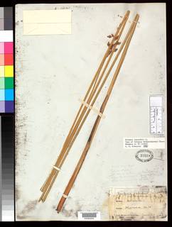 To Scirpus_heterochaetus_NMNH27519_type_1