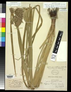 To NMNH Botany Collections (Cyperus pennatiformis bryanii NMNH594968 type 1)