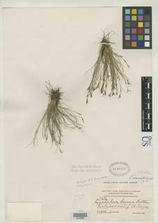 To Rhynchospora_bruneri_NMNH1146497_type_1