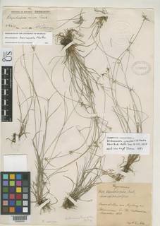 To Dichromena_gracilis_NMNH819637_type_1