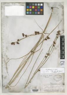 To Rhynchospora_glomerata.angusta_NMNH63442_type_1