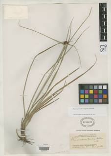 To Rhynchospora_baileyi_NMNH1198429_type_1