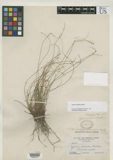 To Cyperus_calcicola_NMNH791714_type_1