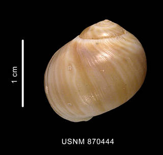 To NMNH Extant Collection (Euspira strebeli (Dall, 1908) shell dorsal view)