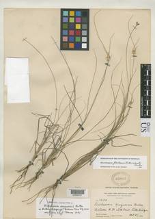 To Dichromena_inaguensis_NMNH429867_type_1