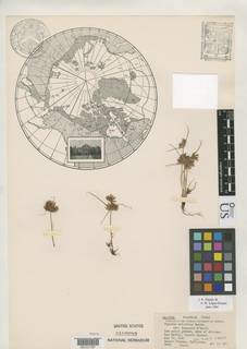 To NMNH Botany Collections (
Cyperus aristatus runyonii NMNH3168283 type 1)