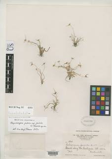 To NMNH Botany Collections (Rhynchospora pubera parvula NMNH1041780 type 1)