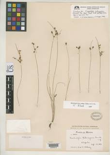 To Fimbristylis_holwayana_NMNH388137_type_1