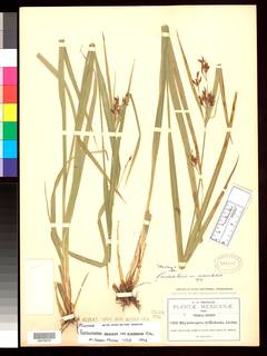 To NMNH Botany Collections (Rhynchospora aristata suberecta NMNH354485 type 1)