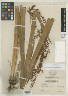 To Vincentia_robinsonii_NMNH175277_type_1