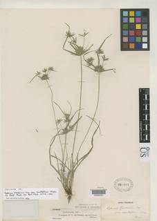 To NMNH Botany Collections (
Cyperus baldwinii multiflorus US980001 type 1)