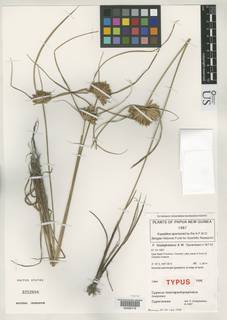 To NMNH Botany Collections (Cyperus macropachycephalus NMNH3252688 type 1)