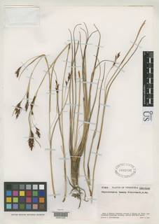 To Rhynchospora_tamana_NMNH1932037_type_1