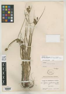 To Cyperus_pollardii_NMNH330203_type_1