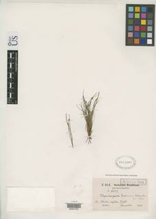 To Rhynchospora_roraimae_NMNH1615062_type_1