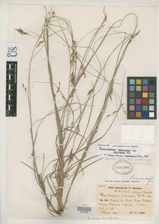 To Rhynchospora_racemosa.setifera_NMNH1412480_type_1