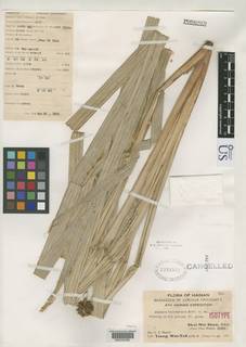 To NMNH Botany Collections (Mapania hainanensis NMNH2333921 type 1)