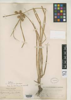 To NMNH Botany Collections (
Cyperus bangianus NMNH50602 type 1)