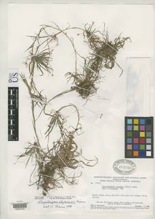 To Rhynchospora_steyermarkii_NMNH2435768_type_1