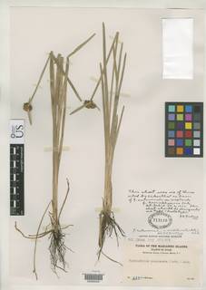 To NMNH Botany Collections (Fimbristylis autumnalis hemisphaerica NMNH713110 type 1)