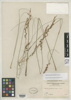 To Cladium_aromaticum_NMNH1758365_type_1