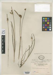 To NMNH Botany Collections (Fimbristylis autumnalis hemisphaerica NMNH713175 type 1)