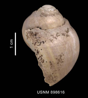 To NMNH Extant Collection (Falsilunatia fartilis (Watson, 1881) shell lateral view)