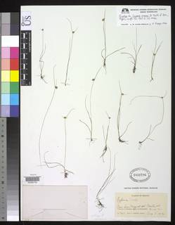 To NMNH Botany Collections (Cyperus arsenei NMNH1032796 type 1)