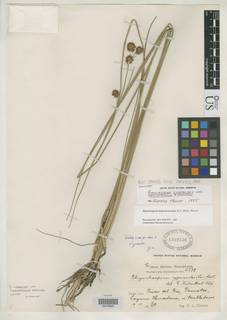 To Rhynchospora_cyperoides.triquetrifolia_NMNH1302536_type_1