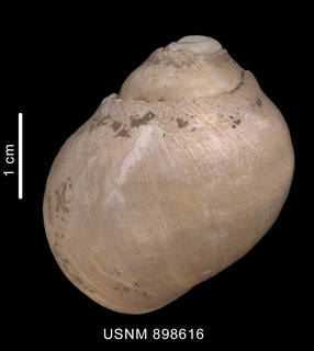 To NMNH Extant Collection (Falsilunatia fartilis (Watson, 1881) shell dorsal view)